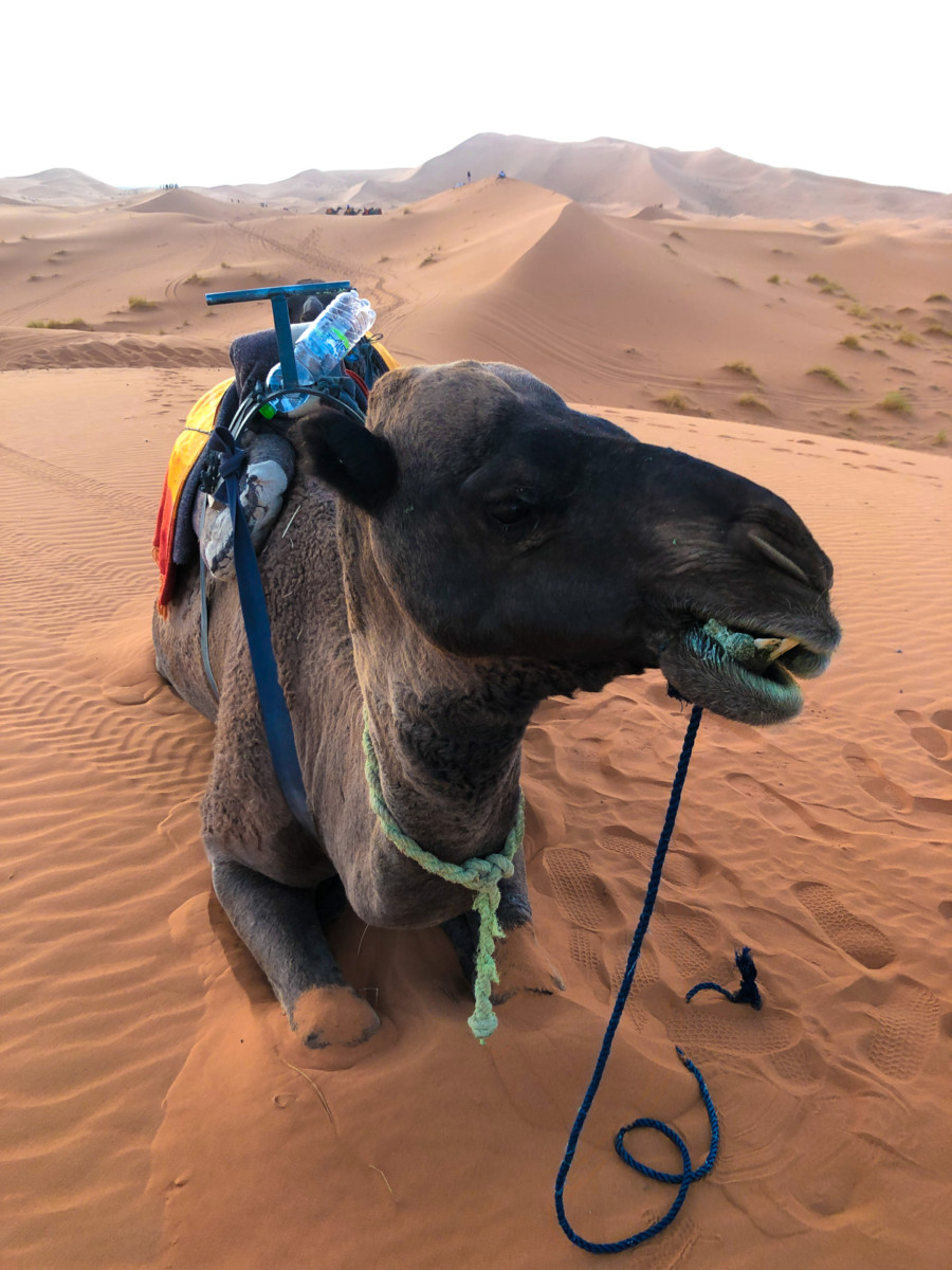 Morocco Travel Guide | Cobalt Chronicles | Houston Travel Blogger
