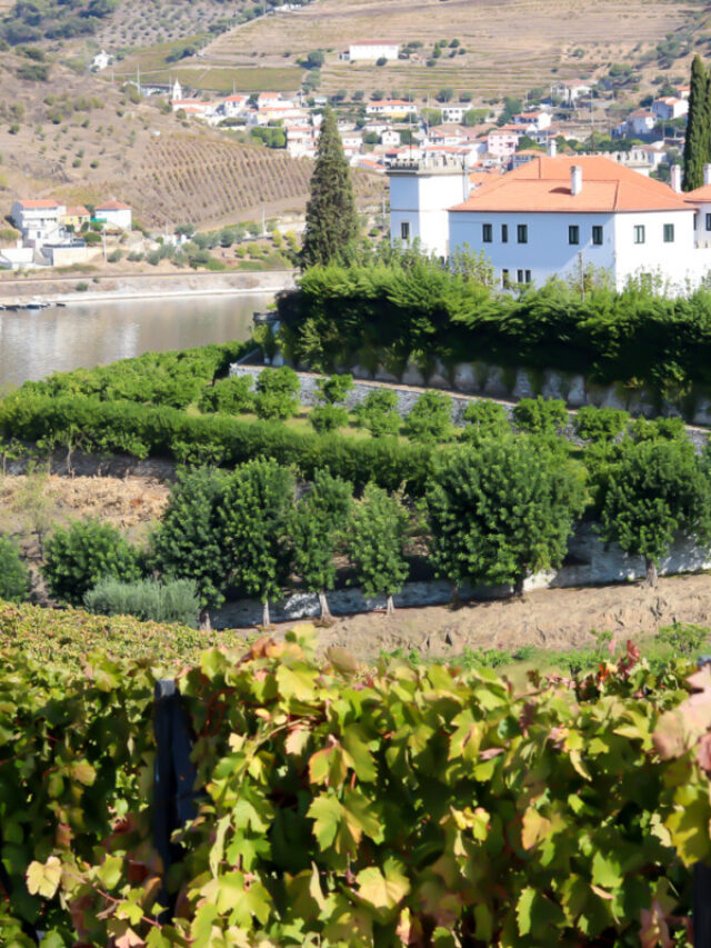 3 Vineyards to Visit in Douro Valley!