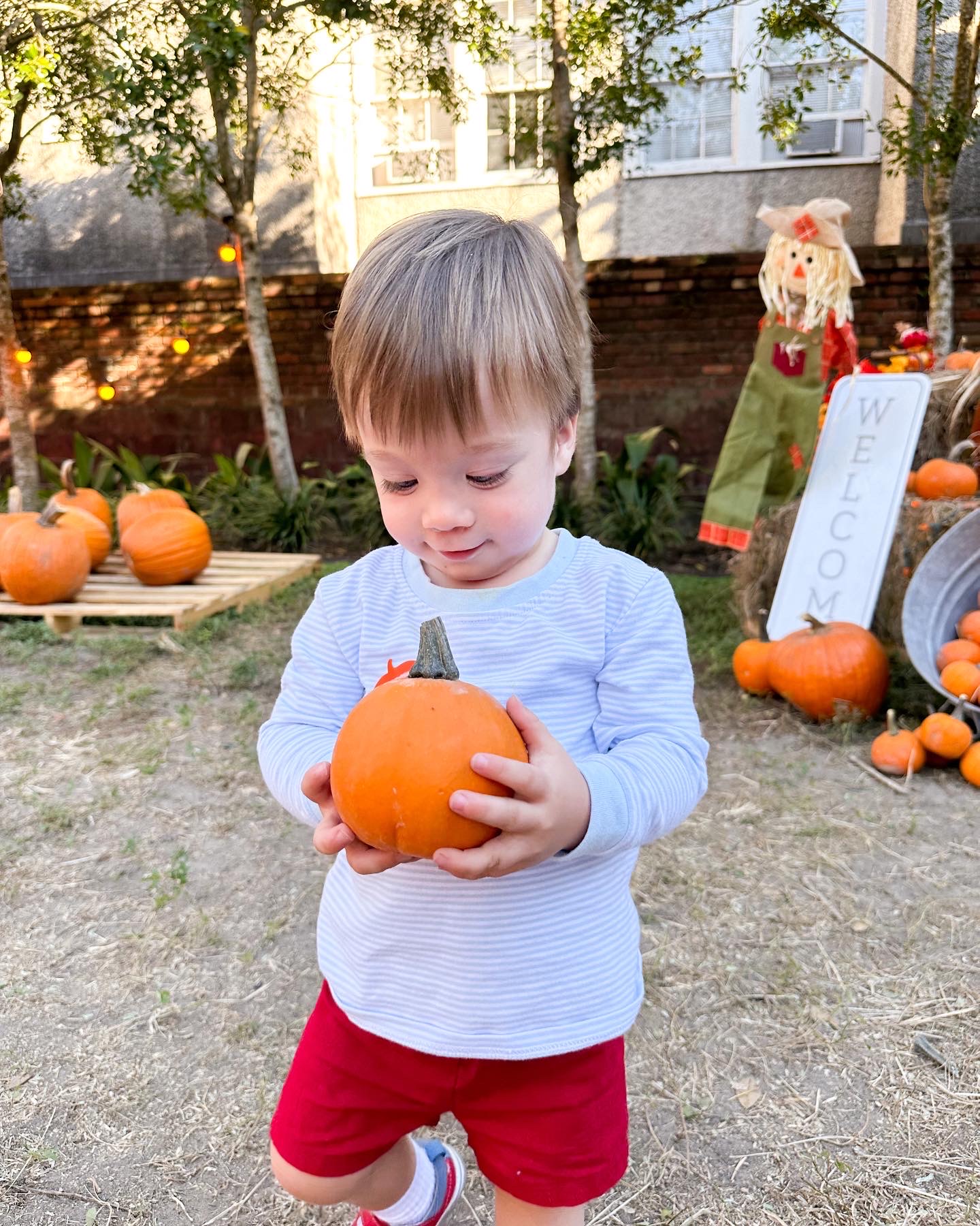 Visit the Largest Pumpkin Patch in New Orleans!